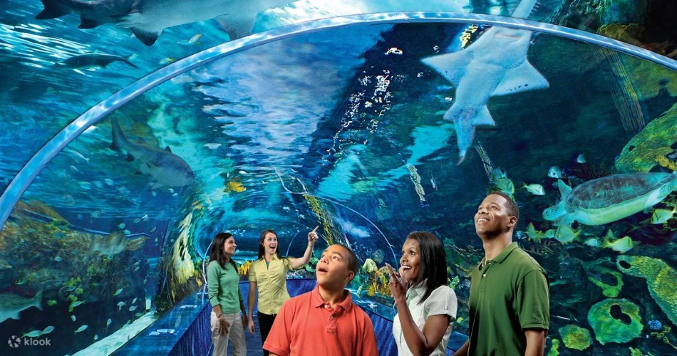 Top 20 Things to Do in Pigeon Forge