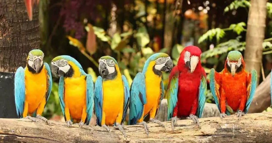 Top 20 Things to Do in Pigeon Forge